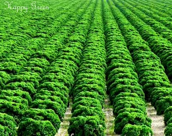 VEGETABLE - KALE - Borecole Dwarf Green Curled - 1000 SEEDS - Winter hardy