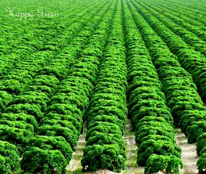 VEGETABLE KALE Borecole Dwarf Green Curled 1000 SEEDS Winter hardy image 1