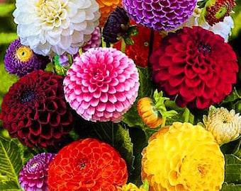 DAHLIA POMPONE DOUBLE Mix -  130 seeds  -  Dahlia pinnata variabilis - Pompon