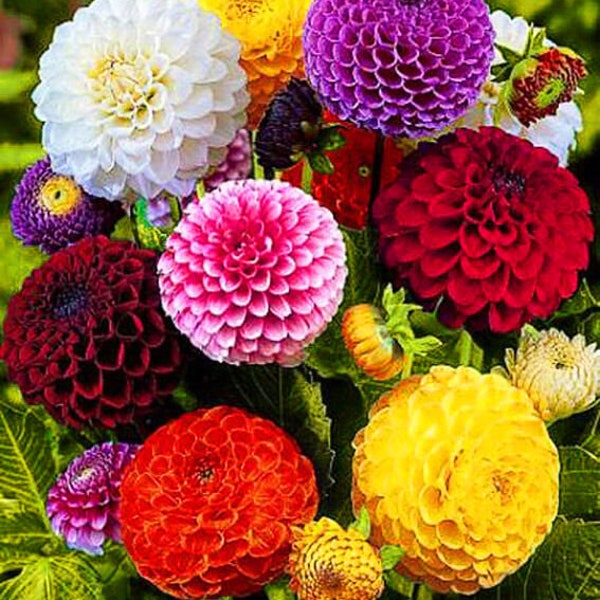 DAHLIA POMPONE DOUBLE Mix -  130 seeds  -  Dahlia pinnata variabilis - Pompon