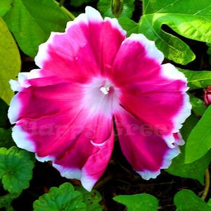 Morning Glory Ipomoea Nil Morning Call Mix 50 SEEDS Extra Large Flowers image 2