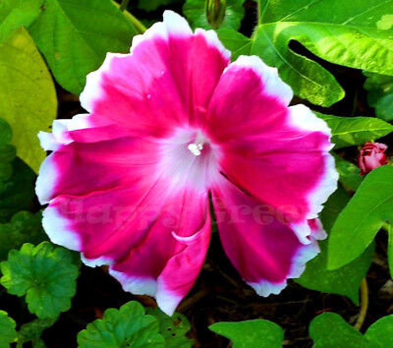 Morning Glory Ipomoea Nil Morning Call Mix 50 SEEDS Extra Large Flowers image 2