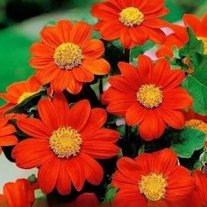 THE MEXICAN SUNFLOWER Scarlet Red - 120 Seeds - Tithonia speciosa