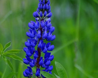 Flower - Blue Lupine - 20 seeds - Lupinus Angustifolius