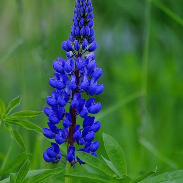 Fleur - Lupin bleu - 20 graines - Lupinus angustifolius