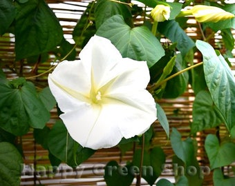 IPOMOEA MOONFLOWER - 10 SEEDS - Ipomoea noctiflora alba - Fragrant Climber