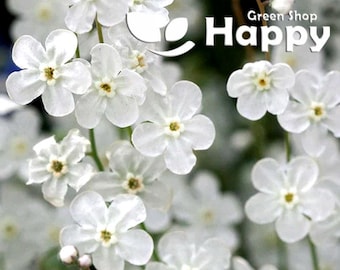 Venus's Navelwort 50 seeds - Omphalodes linifolia - LONG FLOWERING BORDER plant