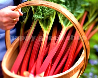 40 RHUBARB SEEDS - Glaskins perpetual - Vegetable seeds - deep red heirloom