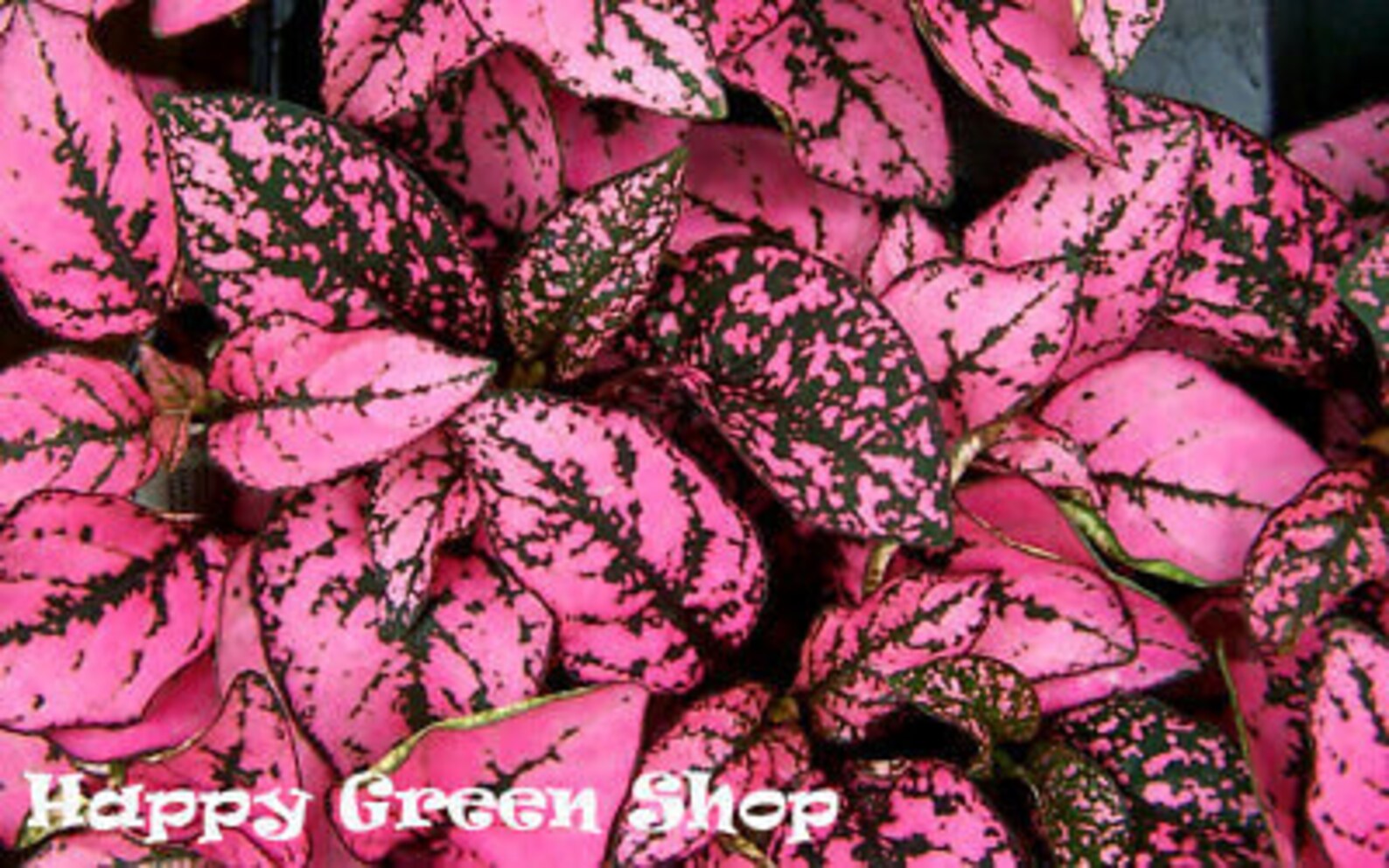 Pink Polka Dot 70 Seeds Hypoestes Sanguinolenta Etsy
