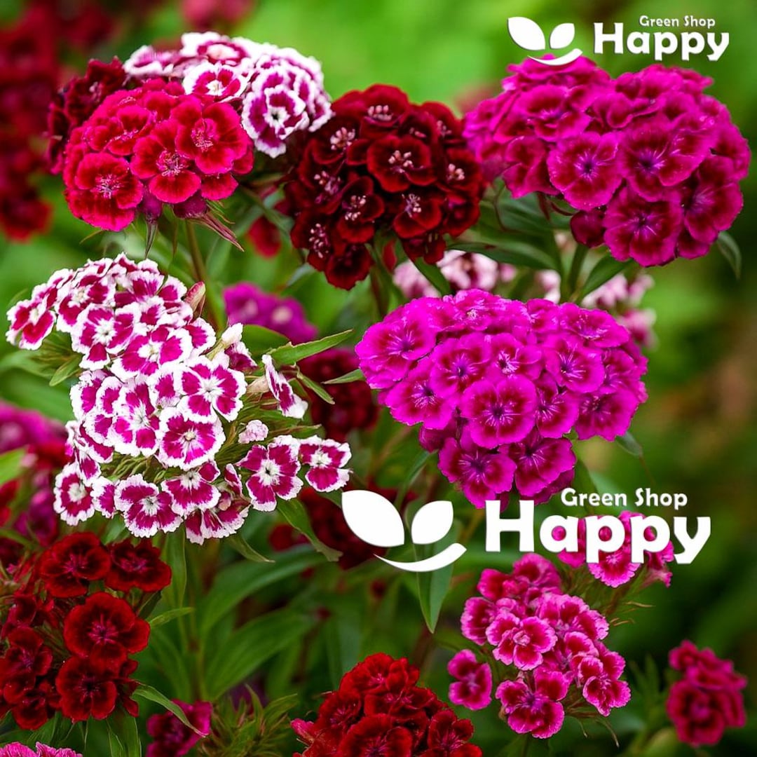 SWEET WILLIAM MIX - 1000 Seeds - Dianthus Barbatus - Flower - Etsy