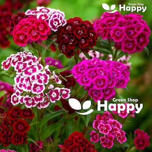SWEET WILLIAM MIX - 1000 nasion - Dianthus barbatus - Kwiat