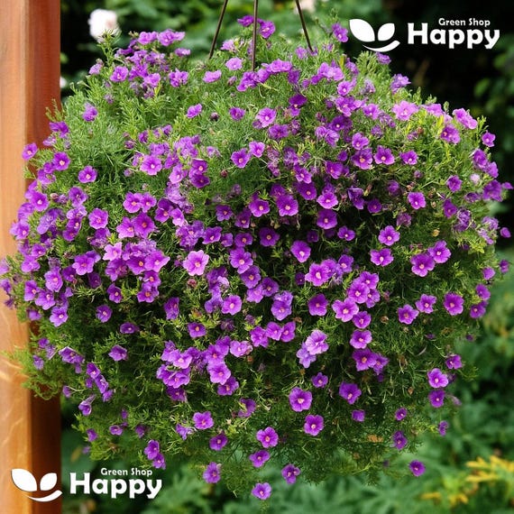 CUPFLOWER PURPLE ROBE - 550 Seeds - Nierembergia Hippomanica