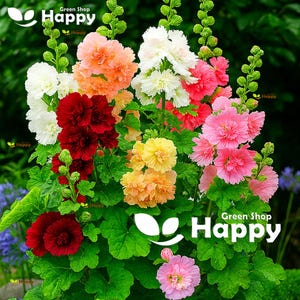 Malvarosa nana - MAJORETTE DOUBLE MIX 100 semi - Althaea rosea - Perenne