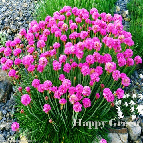 SEA THRIFT - Armeria Maritima - 120 scarified seeds - Perennial Flower