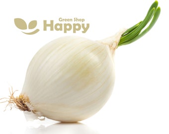 300 White Onion Seeds | Allium cepa 'Alibaba' | Sharp Flavoured White Bulb Onion Vegetable Seeds