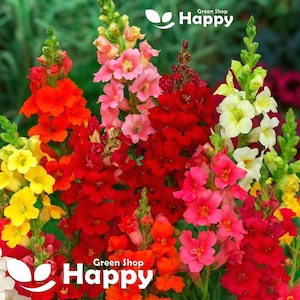 1000 semillas de Antirrhinum majus (Boca de dragón, serenata) / Flor mixta anual
