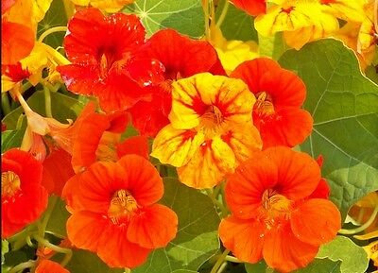 NASTURTIUM MIX Out of Africa Tropaeolum Majus 60 Seeds Etsy UK