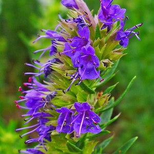 1000 SEEDS HYSSOP Hyssopus officinalis herb perennial herb image 3