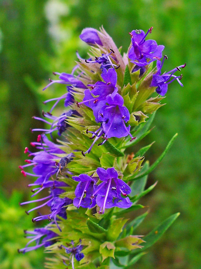 1000 SEEDS HYSSOP Hyssopus officinalis herb perennial herb image 3