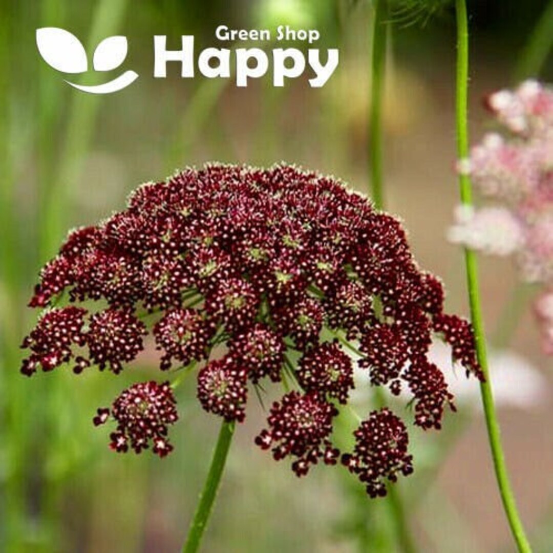 ORNAMENTAL Carrot PURPLE KISSES 250 Seeds Daucus Carota Cut Flower