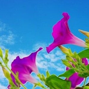 MORNING GLORY 160 seeds Ipomoea tricolor mixed colours image 4