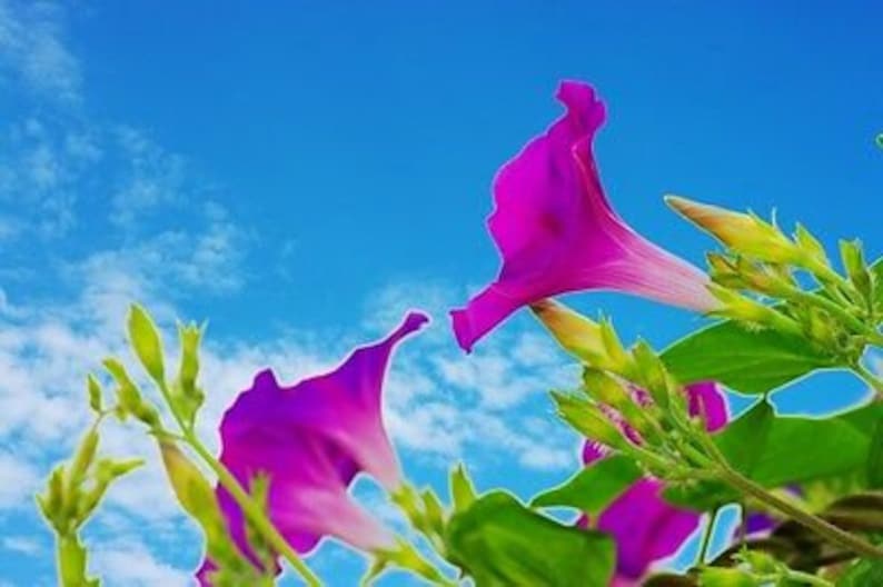 MORNING GLORY 160 seeds Ipomoea tricolor mixed colours image 4