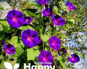Feringa fluorescente (Ipomoea purpurea) - 30 semi