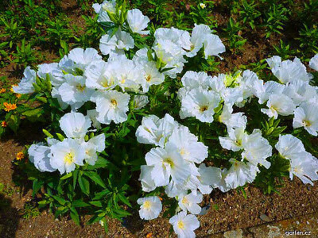 GODETIA GRANDIFLORA WHITE 1000 Seeds Dutchess of Albany Etsy