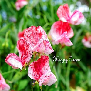 Peut inclure: Gros plan sur des fleurs de pois de senteur roses et rouges vibrantes, mouchetées de blanc, sur fond de feuillage vert. Le texte "Happy Green" est inclus.