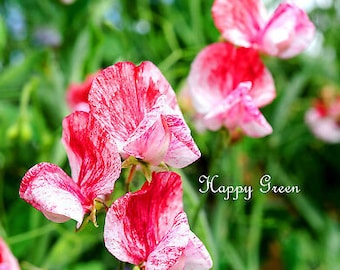 15 semillas de guisante de olor (variedad tradicional americana) / Lathyrus odoratus / Flor trepadora anual de color blanco rosado
