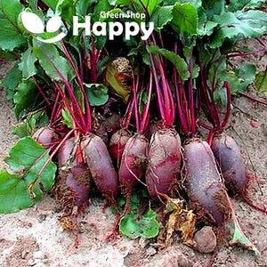 May include: A close-up of a bunch of red beetroot with green leafy tops. The beetroot are arranged in a pile on the ground.