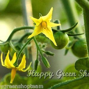 Puede incluir: Primer plano de una planta de tomate con flores amarillas y tomates verdes. La planta est&aacute; creciendo en un jard&iacute;n o invernadero. El texto "Happy Green Shop" es visible en la imagen.