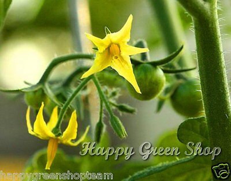 Puede incluir: Primer plano de una planta de tomate con flores amarillas y tomates verdes. La planta est&aacute; creciendo en un jard&iacute;n o invernadero. El texto "Happy Green Shop" es visible en la imagen.