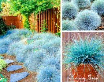 300 seeds BLUE FESCUE - Festuca Glauca - Ornamental grass with clumps of fine foliage, compact habit - silver blue foliage
