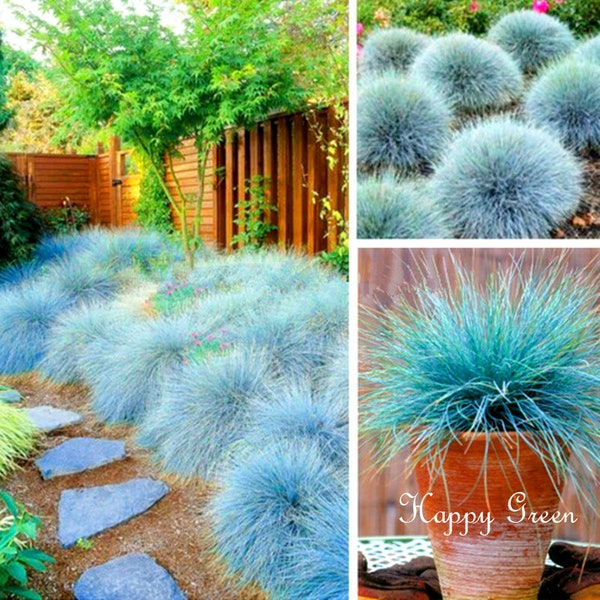 300 seeds BLUE FESCUE - Festuca Glauca - Ornamental grass with clumps of fine foliage, compact habit - silver blue foliage