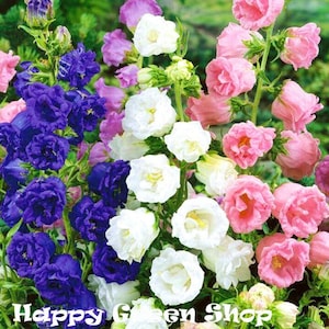 May include: A bunch of bellflowers in shades of blue, pink, and white. The flowers are arranged in a cluster and have a bell-shaped bloom. The flowers are in focus, and the background is blurred.