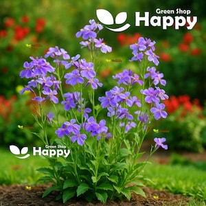 May include: A close-up of a flowering plant with purple flowers and green leaves. The plant is in focus, set against a blurred background of green and red. The text "Green Shop Happy" is visible.