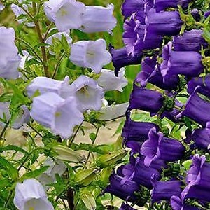 CANTERBURY BELLS MIX - 1400 seeds - Campanula Medium - Single Flowered