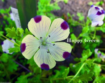 Five Spot Nemophila Maculata 300 Seeds Annual Etsy Canada
