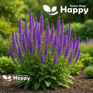 Herb - Sage - Salvia officinalis - 100 seeds - Hardy Perennial