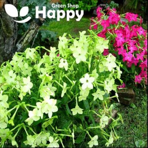 FLOWERING TOBACCO lime green 2000 seeds Nicotiana alata Annual Flower UK image 2