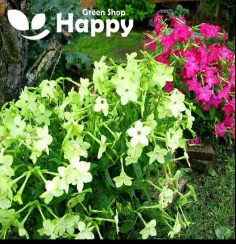 FLOWERING TOBACCO lime green 2000 seeds Nicotiana alata Annual Flower UK image 2