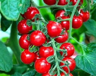 Vegetable CHERRY TOMATO - KORALIK - 130 seeds -