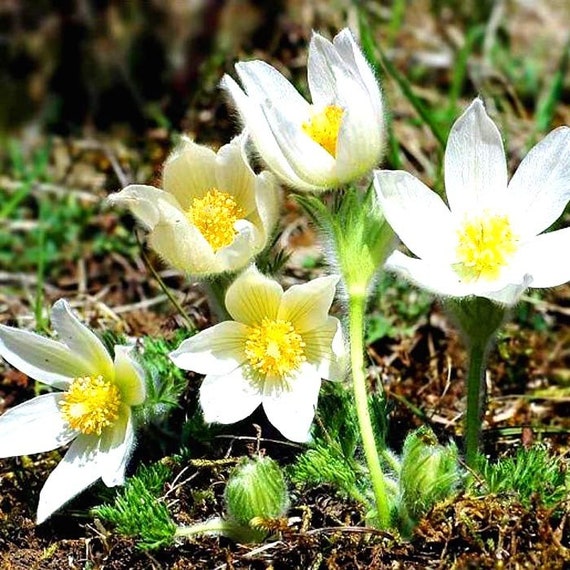 Anemone Pasque White Flower Seeds Anemone Pasque White Flower Seeds