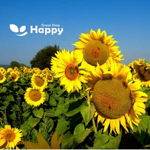 TOURNESOL GÉANT - Helianthus annuus jaune comestible - 40 graines - Légume - Fleur pour la production de graines