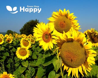 GIANT SUNFLOWER - Edible- Yellow Helianthus Annuus - 70 seeds - Vegetable - Flower for seed production