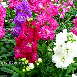 COLUMN STOCK Mammouth Excelsior 100 SEEDS Matthiola Incana Annual Flower image 4