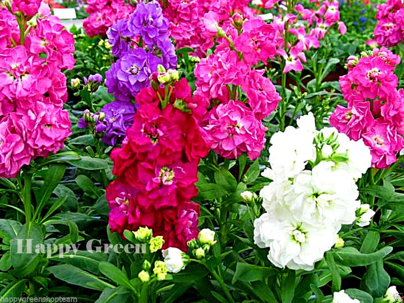 COLUMN STOCK Mammouth Excelsior 100 SEEDS Matthiola Incana Annual Flower image 4