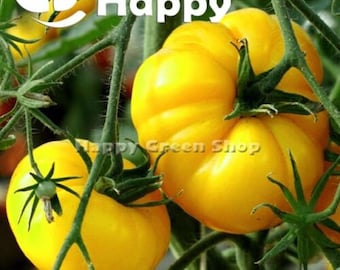 Vegetable - TOMATO BEEFSTEAK - YELLOWSTONE - 100 seeds - Yellow Tomato