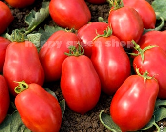 TOMATO SEEDS - Roma Vf  450 seeds - Vegetable seeds